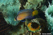 Manonichthys splendens Perchette splendide Moga Island Pak Kasim-8m-20180530-Denis-ADER-DSC_2268_tn